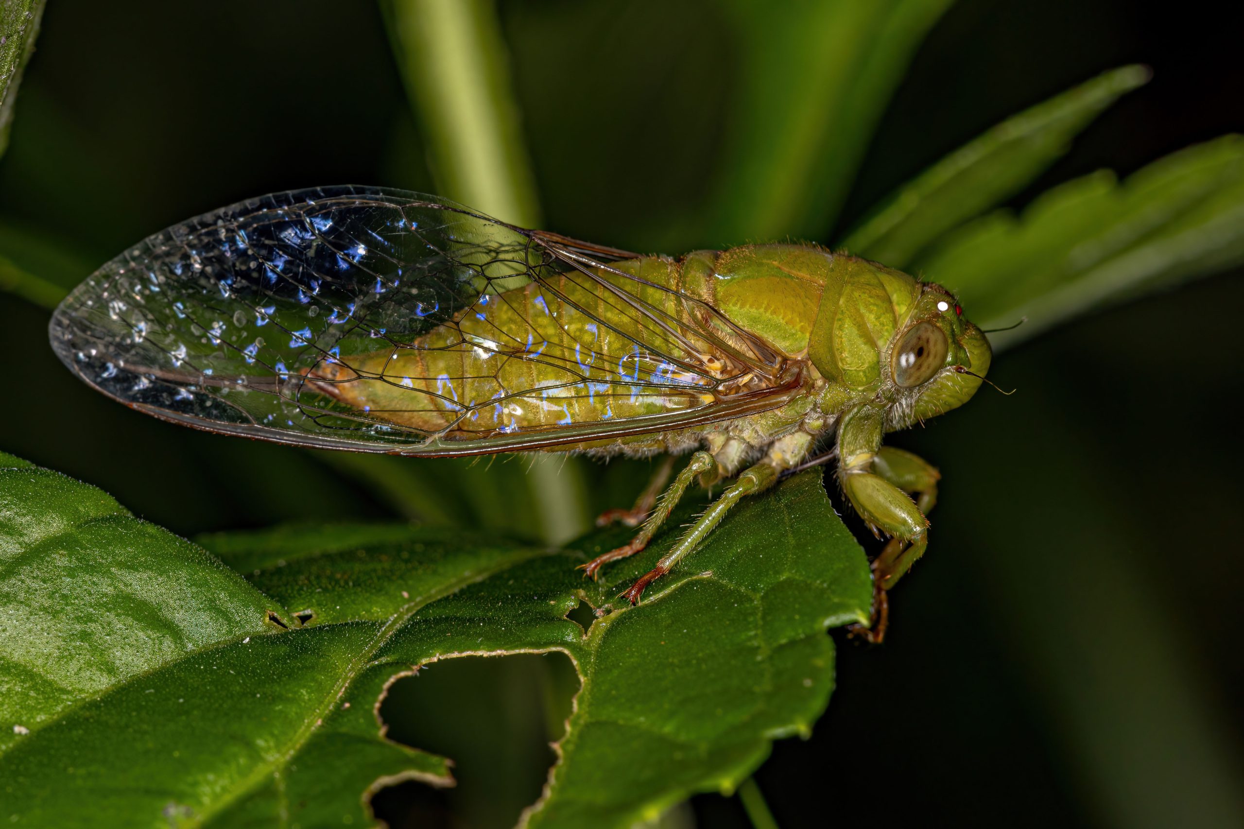 skadedyr på roser rosesikader
