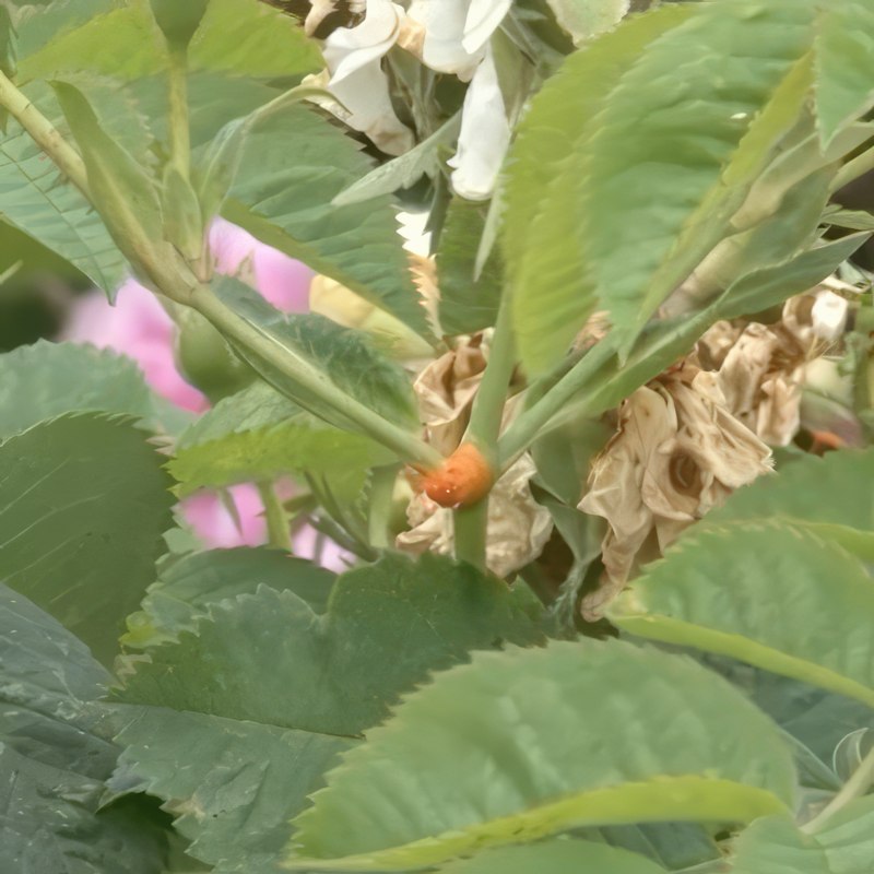 sykdommer i roser roserust