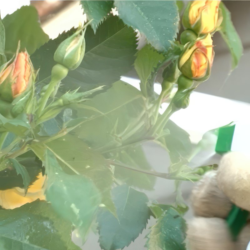 skadedjur på rosor bladlöss