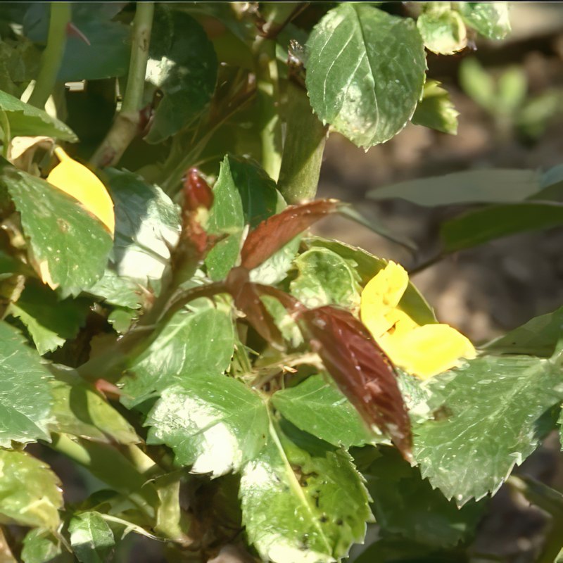 Stråleflekk roser: En svært vanlig sykdom blant roser er soppen stråleflekk
