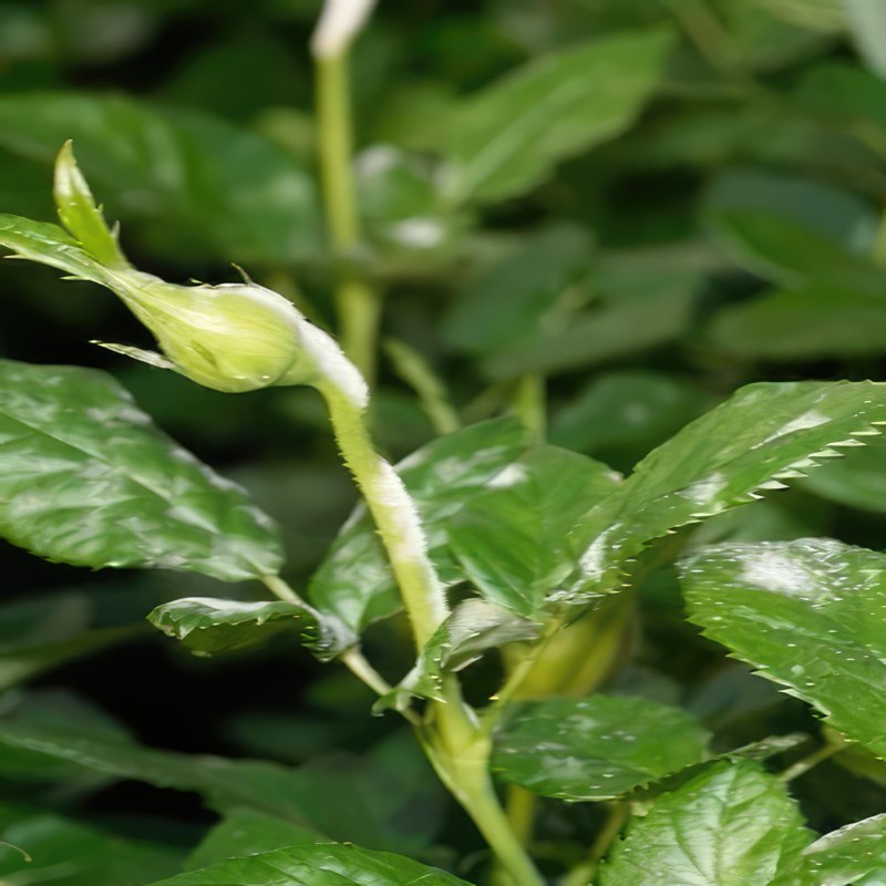 sykdom i roser meldugg