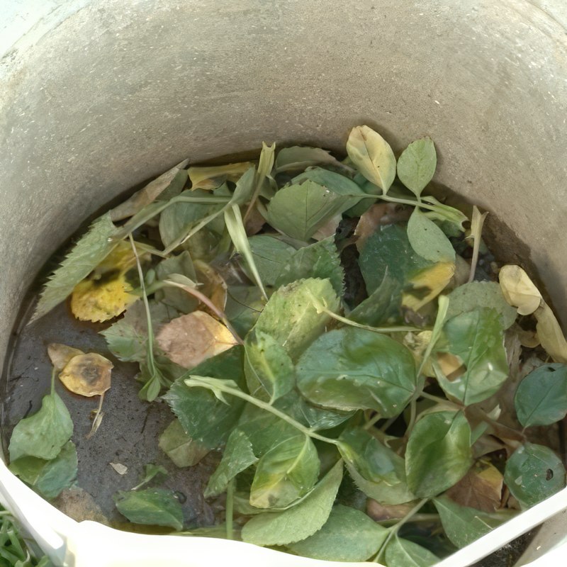 Rosestråleflekk behandling: Samle for eksempel de angrepne bladene i en bøtte