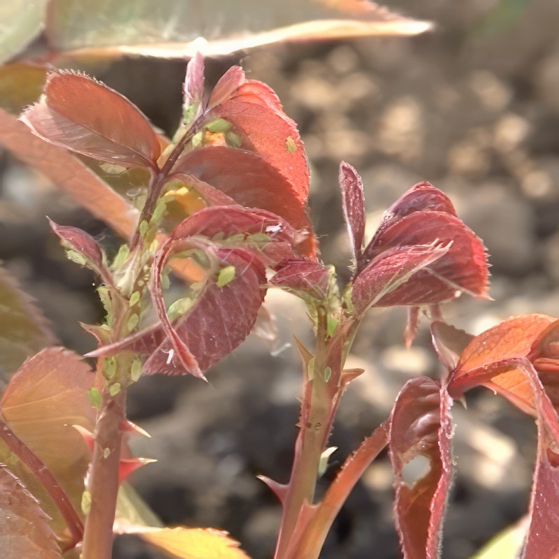 skadedjur på rosor bladlöss