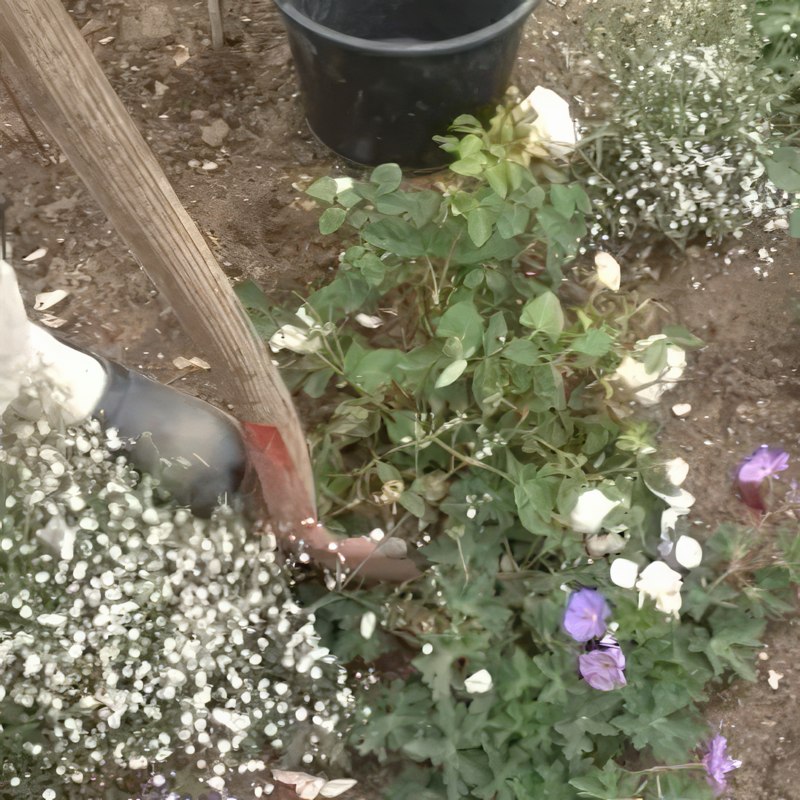 Rosestråleflekk: Nå har den fått stråleflekk igjen, så rosen blir gravd opp