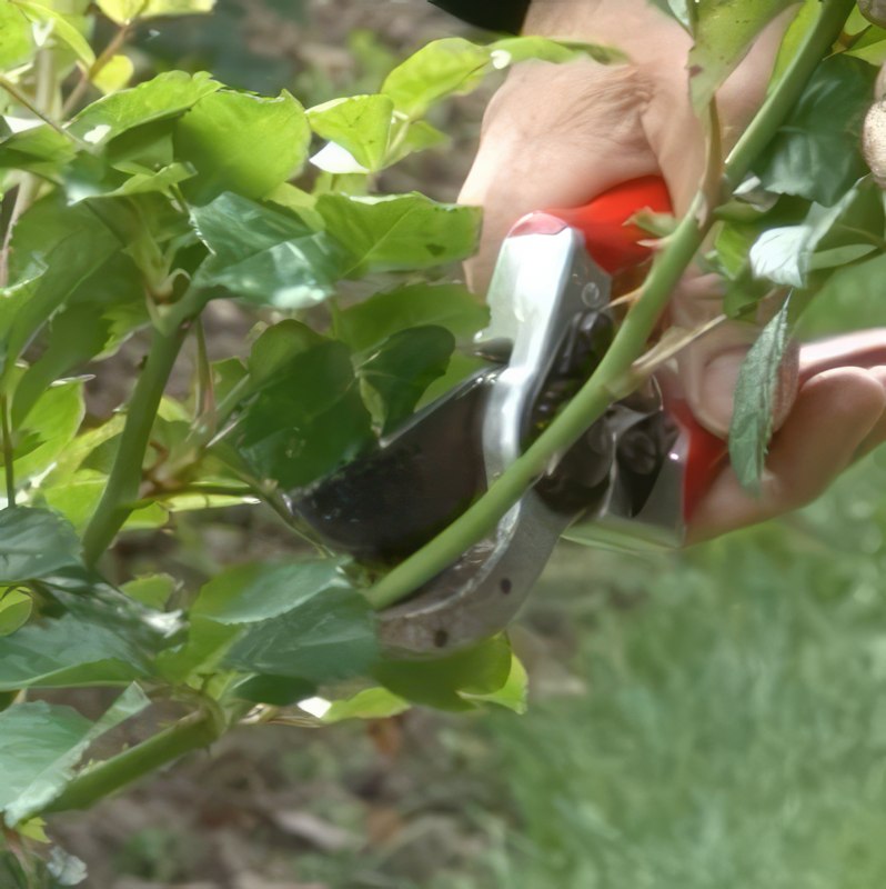 sykdom i roser meldugg