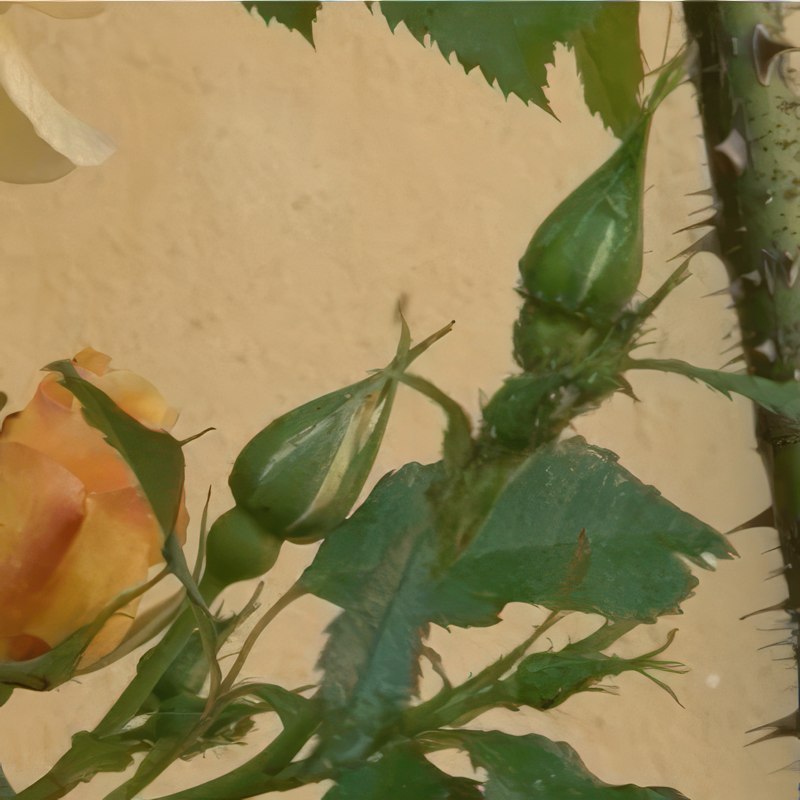 skadedjur på rosor bladlöss