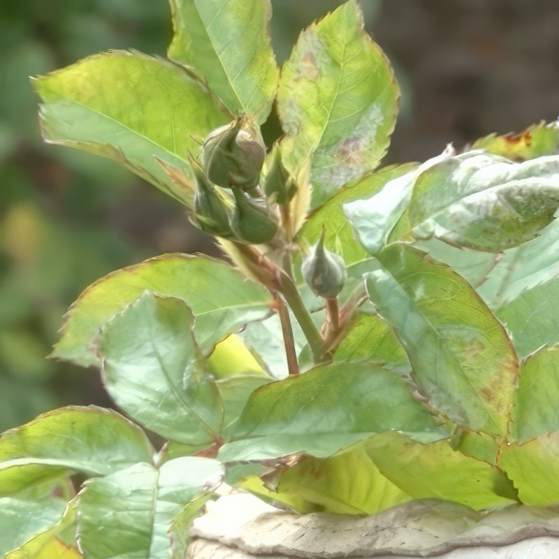 sykdom i roser meldugg