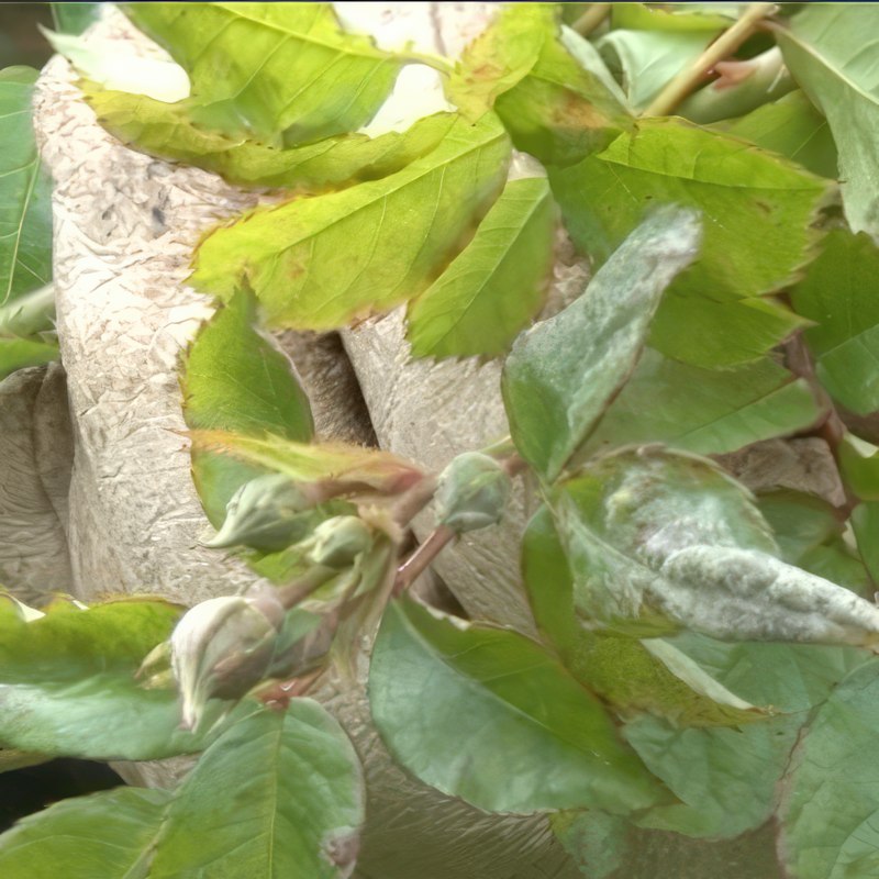 sykdom i roser meldugg