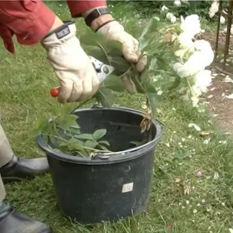 Roser sygdomme - se billeder af sygdom i roser | goerdetselv.dk