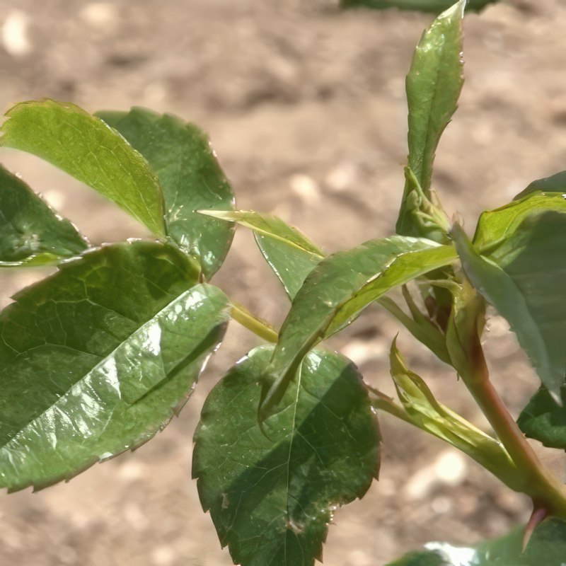 larver i roser rosesikader