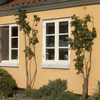 Roser sygdomme - se billeder af sygdom i roser | goerdetselv.dk