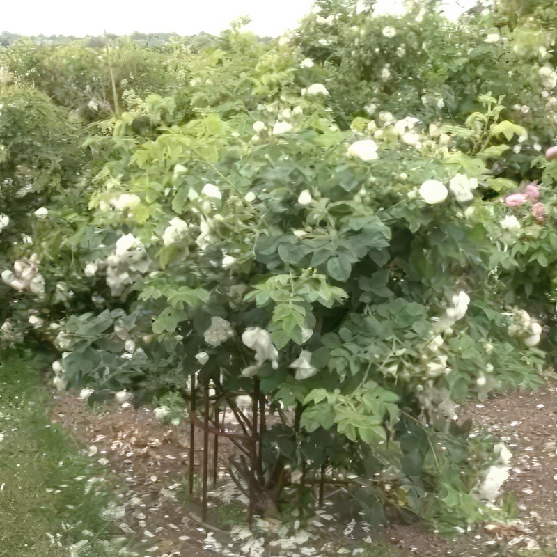 sykdommer i roser roserust