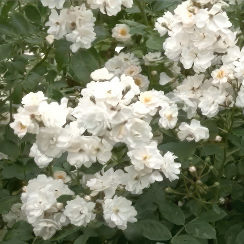 sykdommer i roser roserust