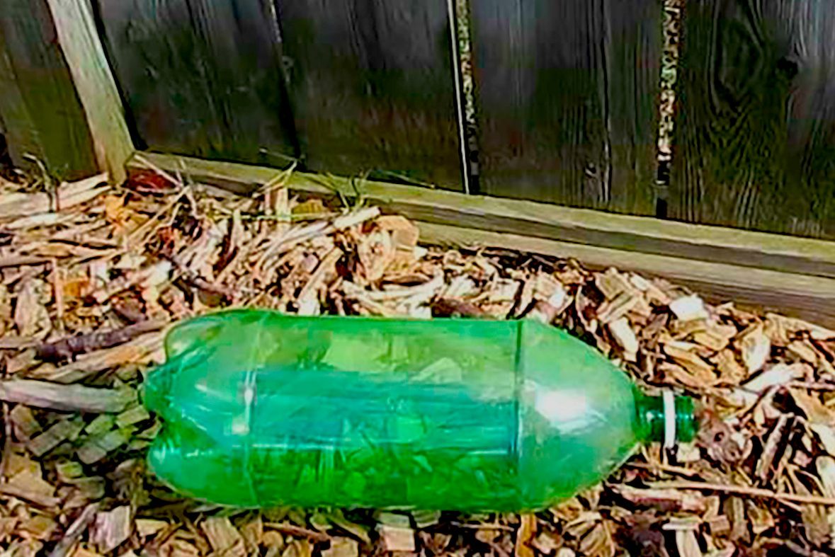 En hemmagjord musfälla tillverkad av en plastflaska håller mössen vid liv