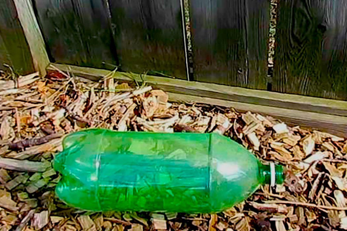 Itse tehty hiirenloukku muovipullosta, jossa hiiri pysyy hengissä.