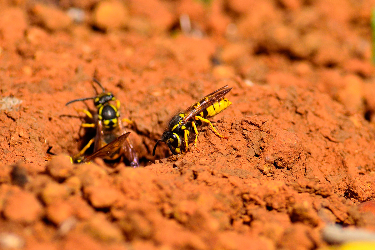 Jordhvepse i jorden sådan bekæmper du dem