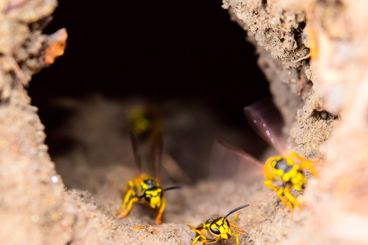 Jordhvepse i deres bo i jorden