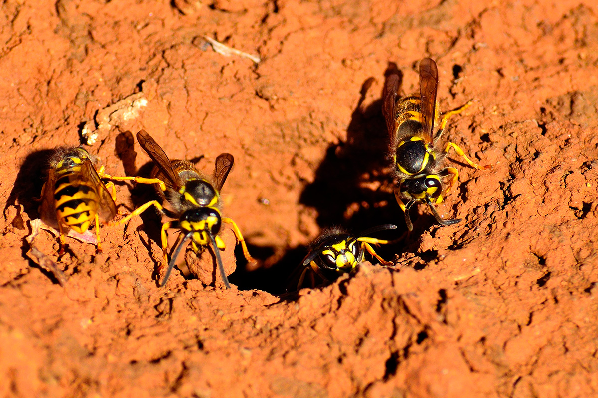 Jordgetingar på väg in i sina getingbon i marken