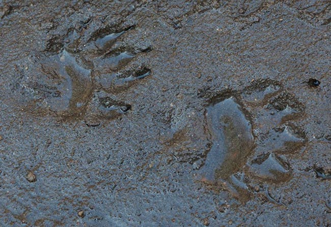 Grævlinge fodaftryk