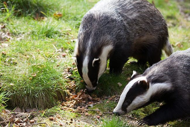 Grævlinge par søger efter regnorme