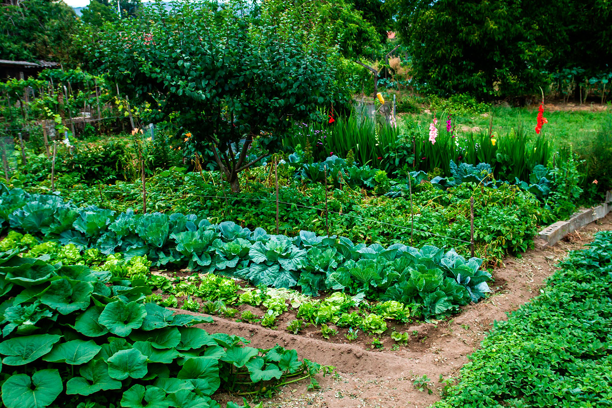 köksträdgård inspiration