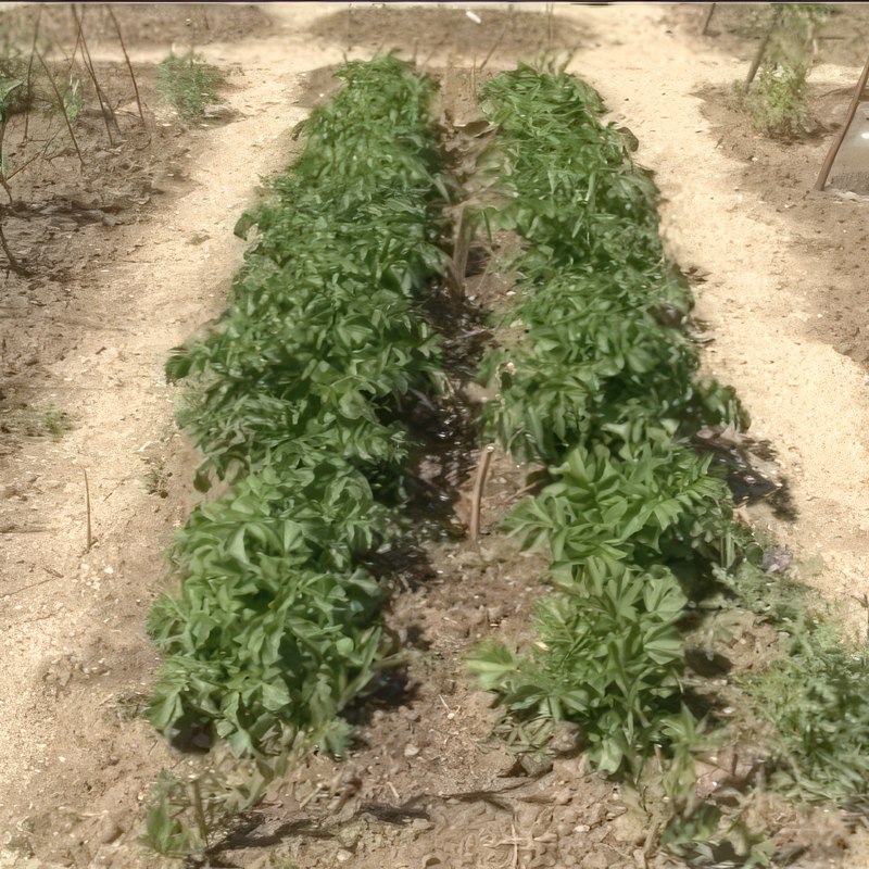 sædskifte i køkkenhave