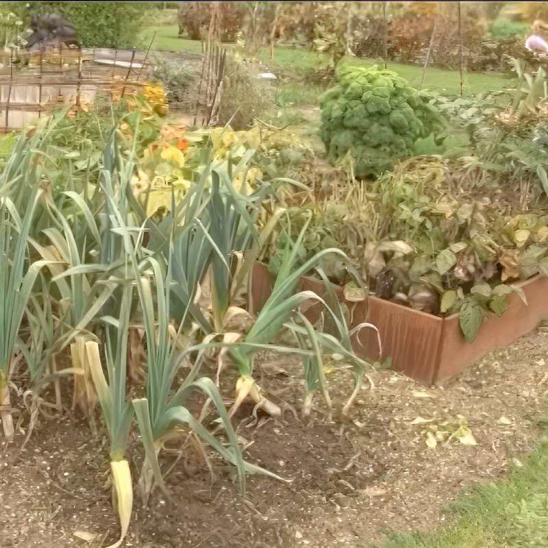 sædskifte i køkkenhave