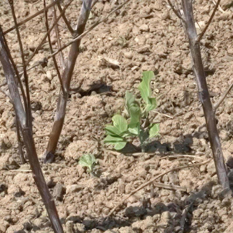 støtte til grønnsaker kjøkkenhage