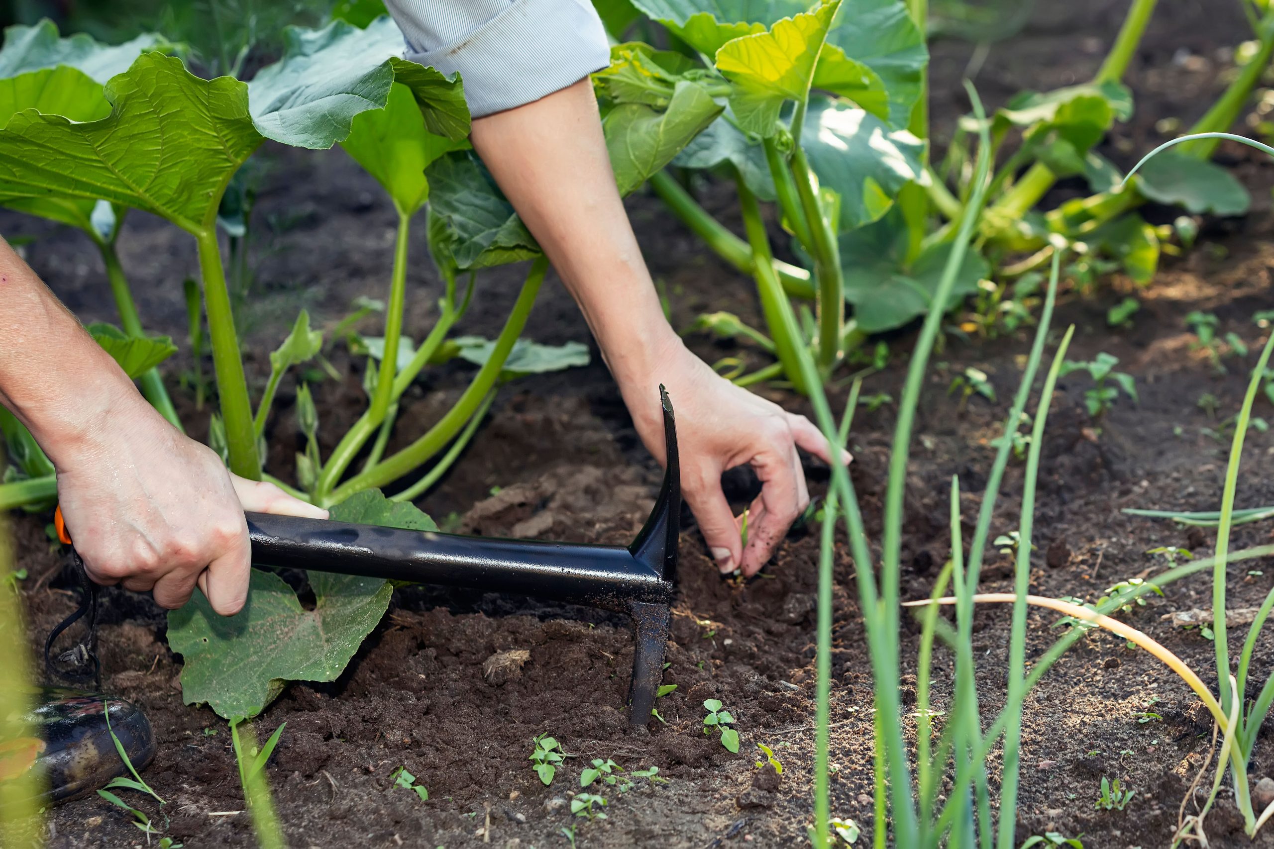 Näin hoidat kasvimaata