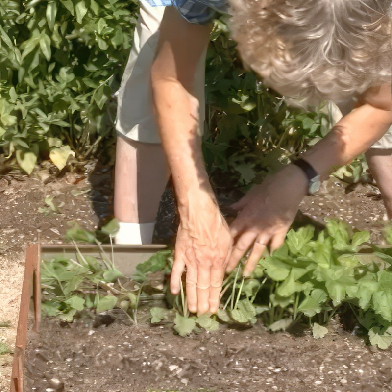 tynn ut i kjøkkenhage