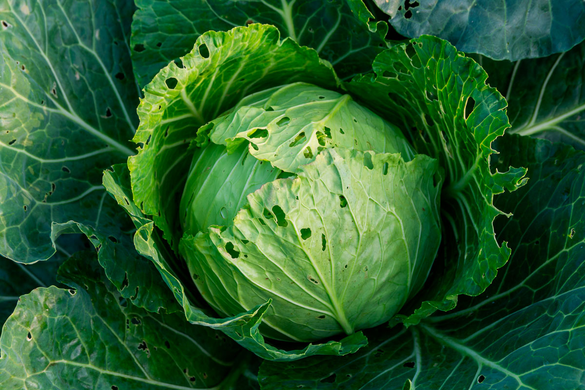 Sådan bekæmper du skadedyr i køkkenhaven