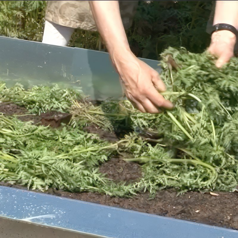 jordlopper bekæmpelse