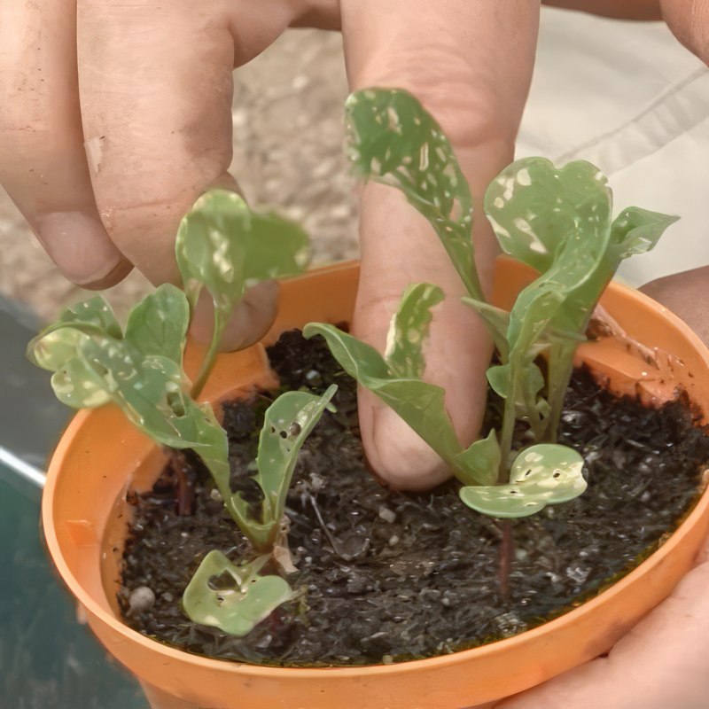 jordlopper bekæmpelse