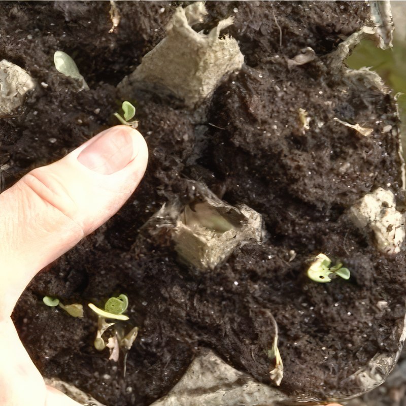 jordlopper bekæmpelse