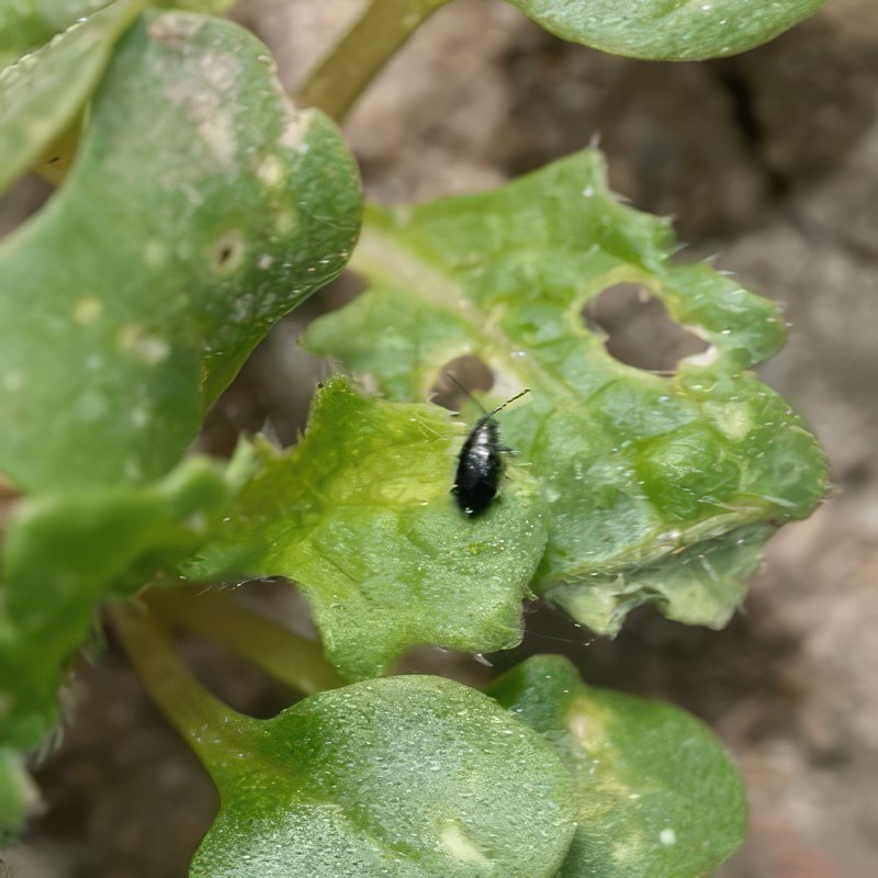 jordlopper bekæmpelse