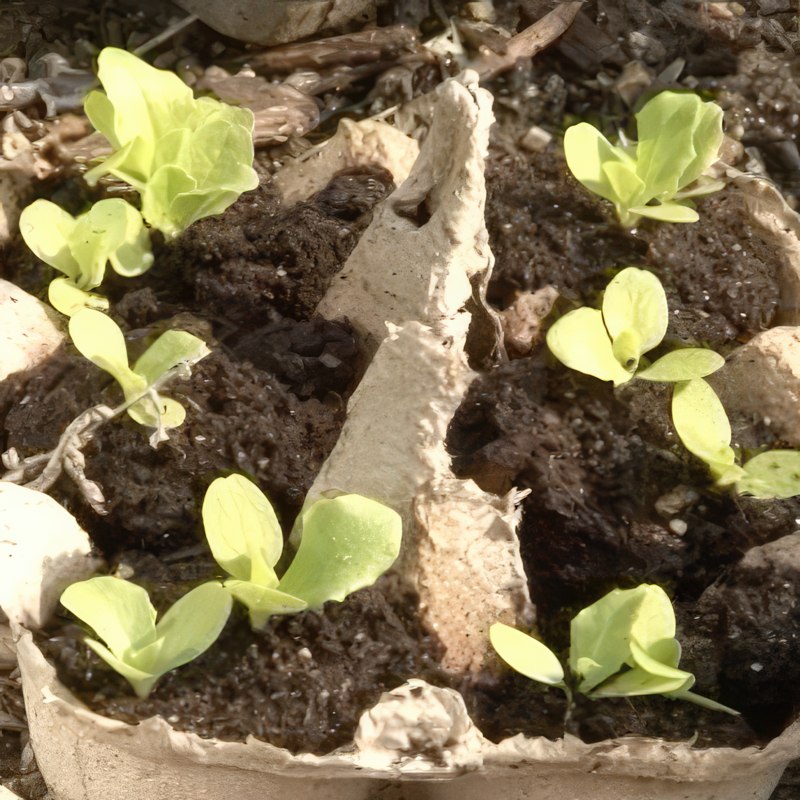 jordlopper bekæmpelse