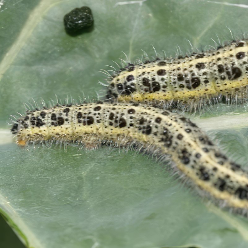 kållarver bekæmpelse