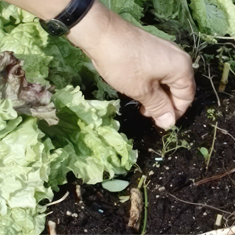 dræbersnegle bekæmpelse