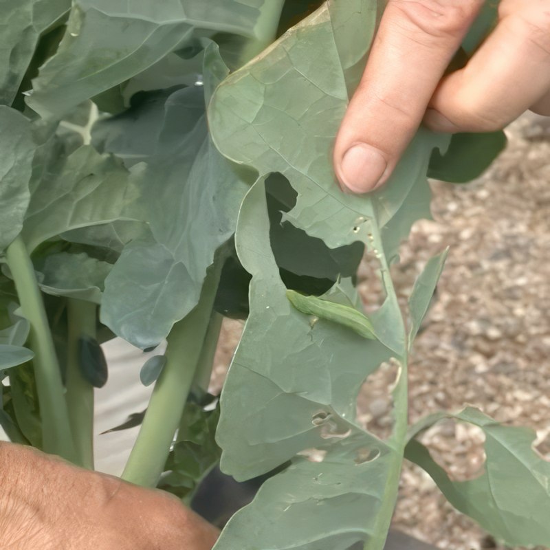 kållarver bekæmpelse