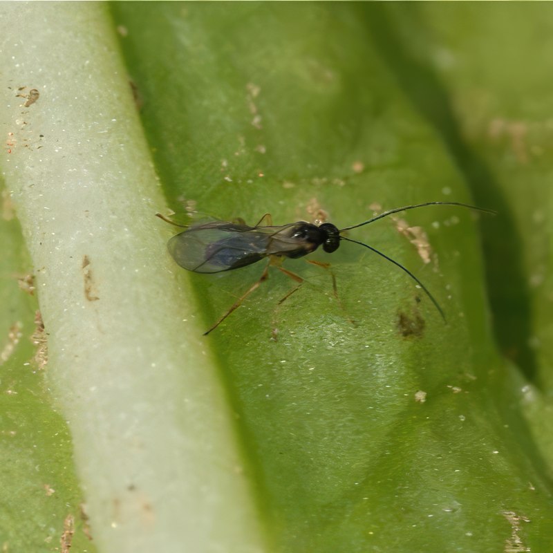 kållarver bekæmpelse