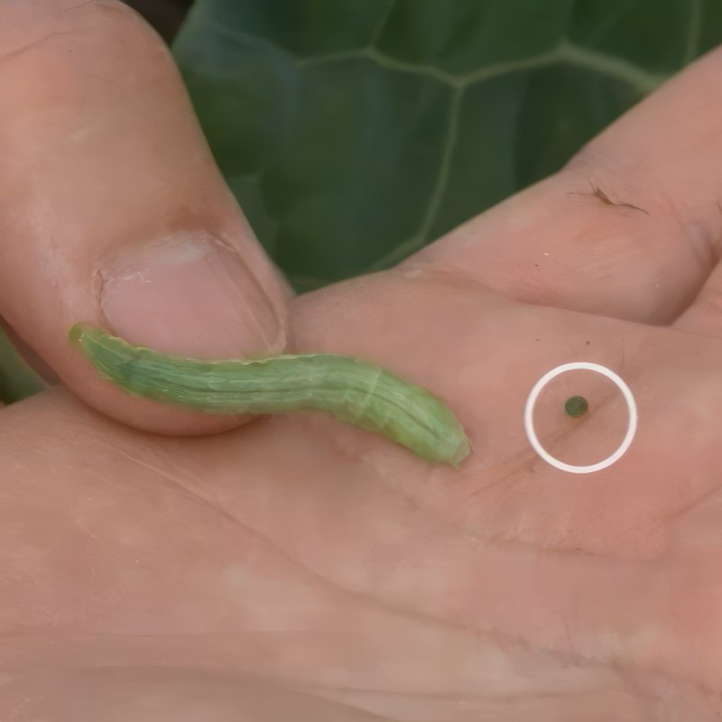 kållarver bekæmpelse