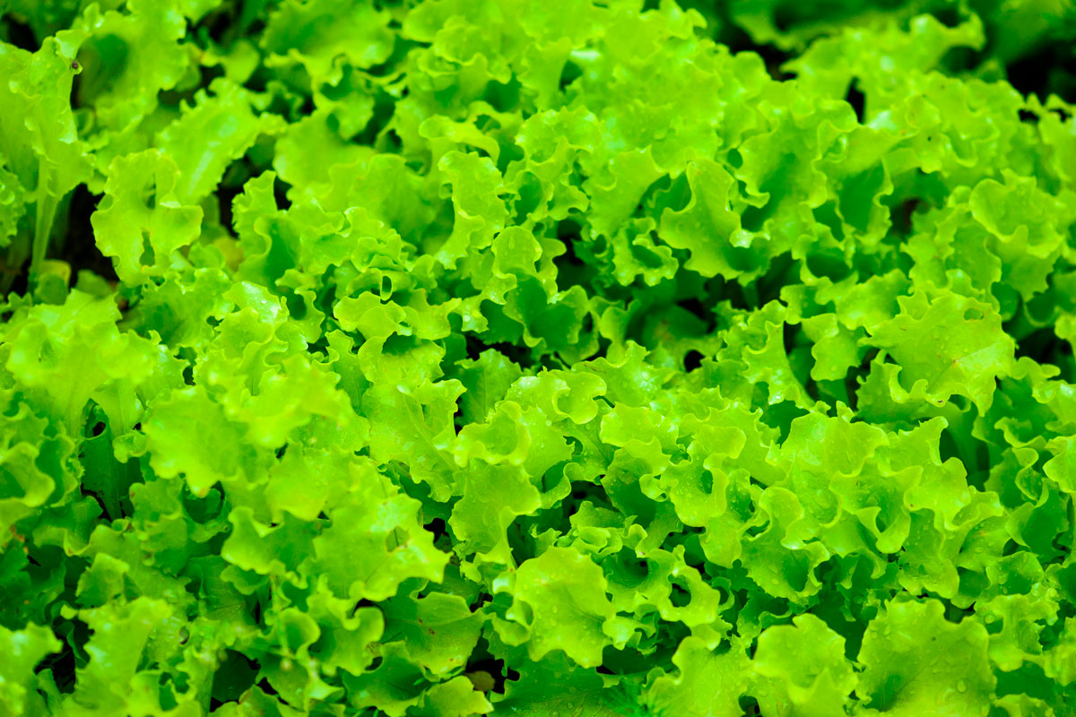 sallad odling grön plocksallad