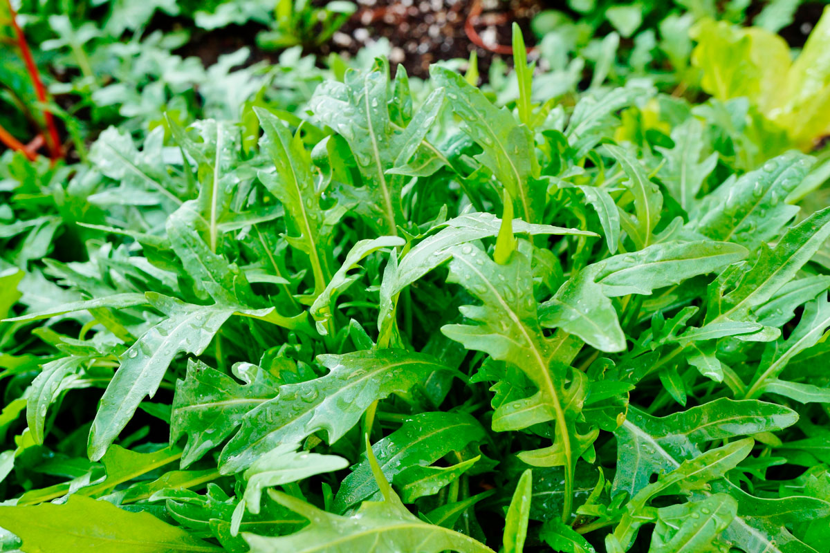 sallad odling ruccola