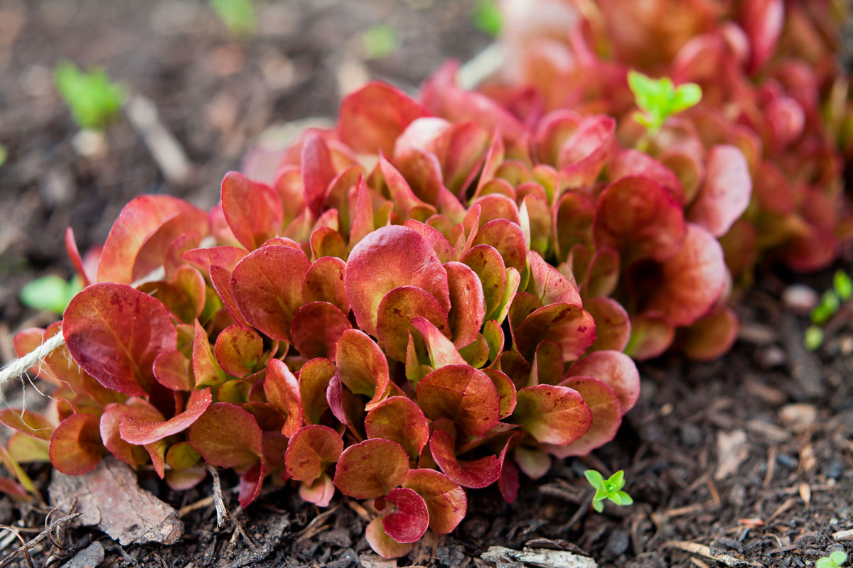 sallad odling röd plocksallad