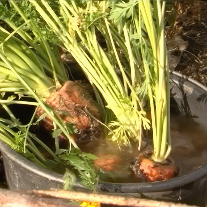 porkkanoiden viljely nosto