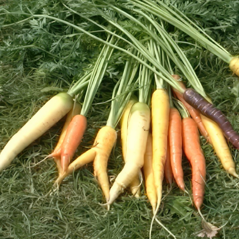 porkkanoiden viljely nosto