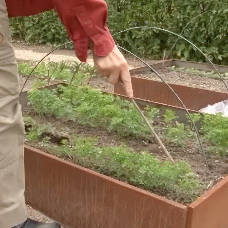 porkkanoiden viljely porkkanakärpänen