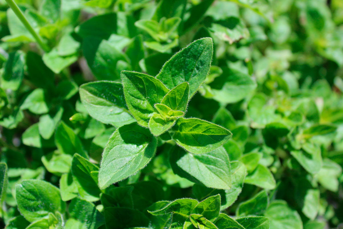 yrtit ulkona oregano