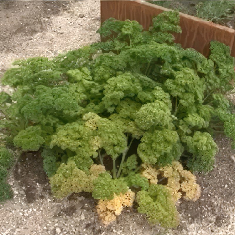 yrttien istutus persilja