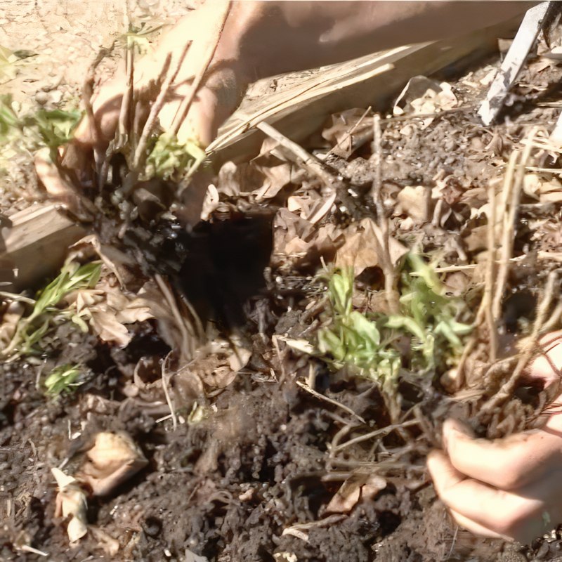 yrttien kasvatus rakuuna